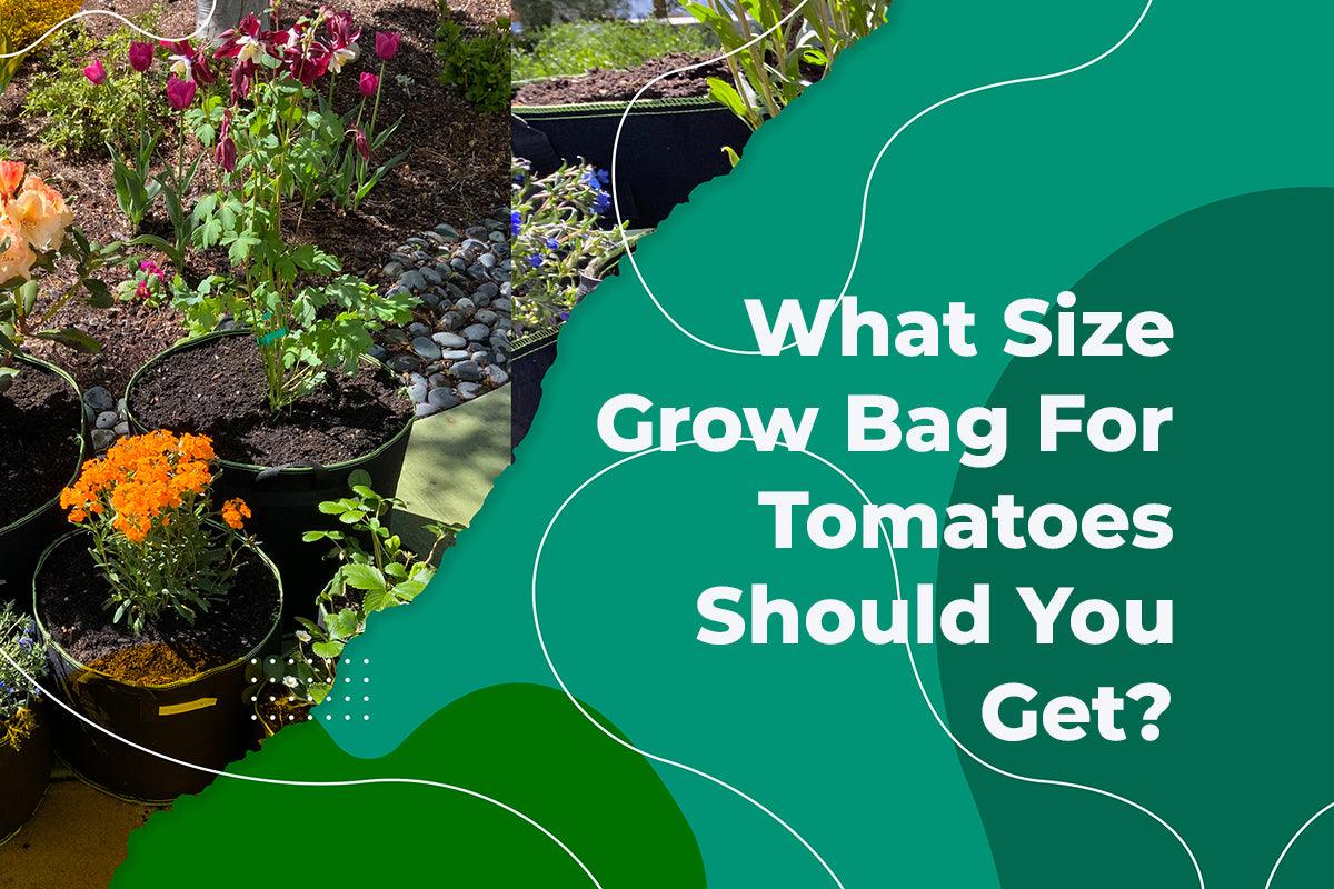 What Size Grow Bag For Tomatoes Should You Get? — The Bamboo Guy