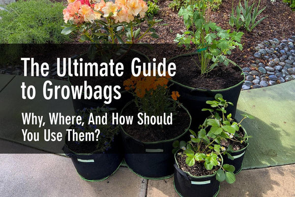 The Ultimate Guide to Grow Bags – Why, Where, And How Should You Use ...